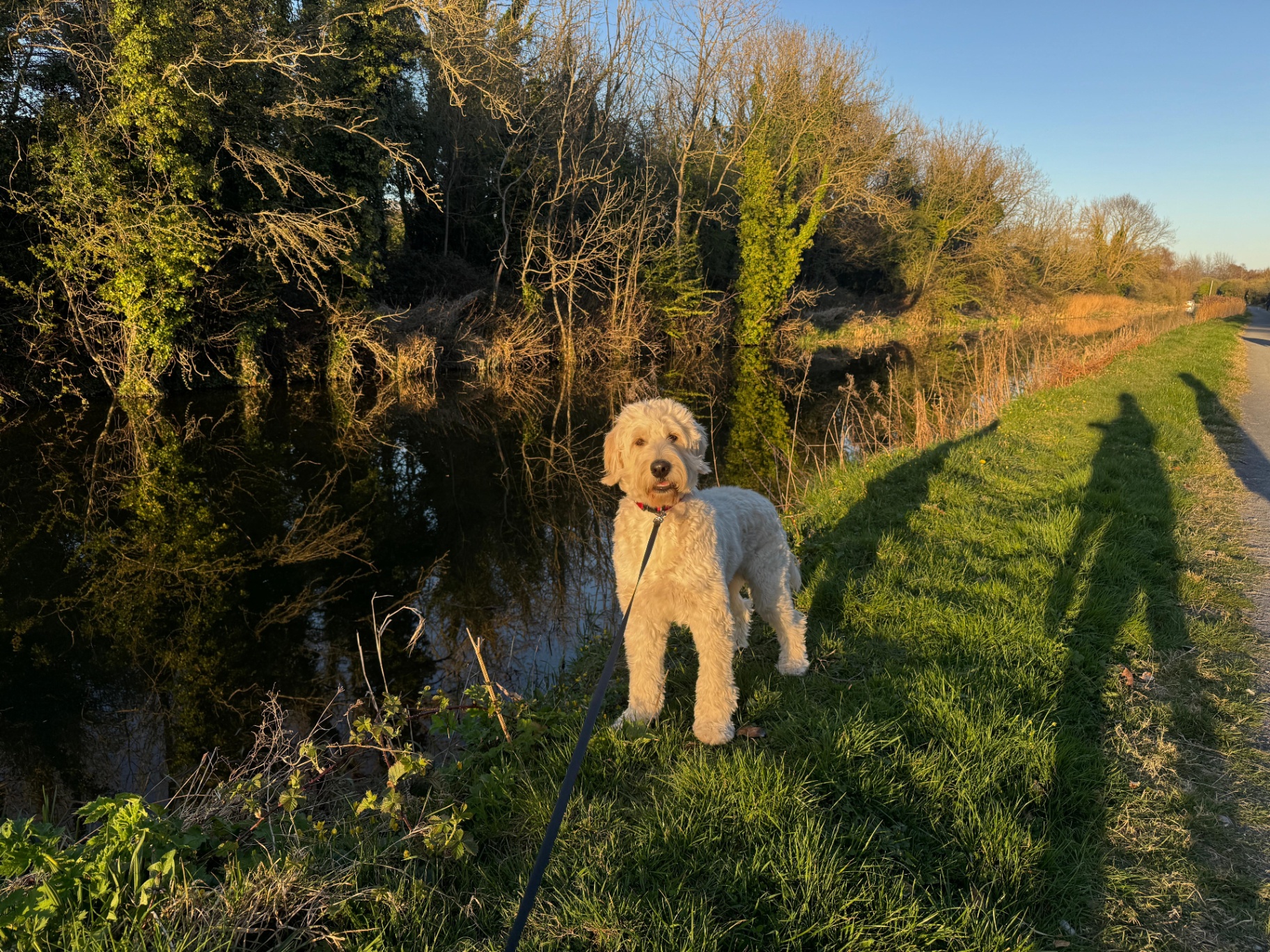 A white dog beside a calm canal at golden hour