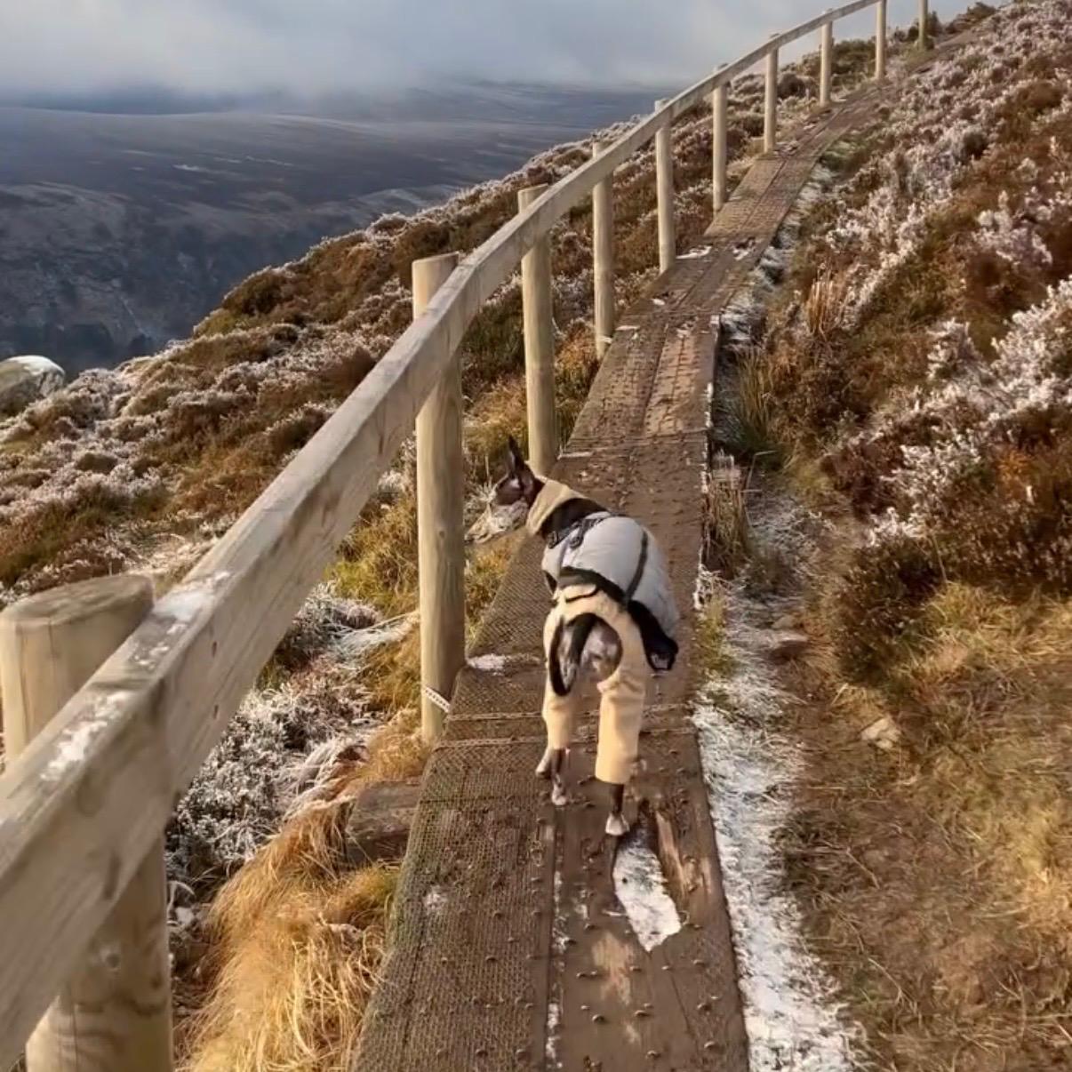 Dogs and owners walking the Glendalough boardwalk in soft Wicklow light