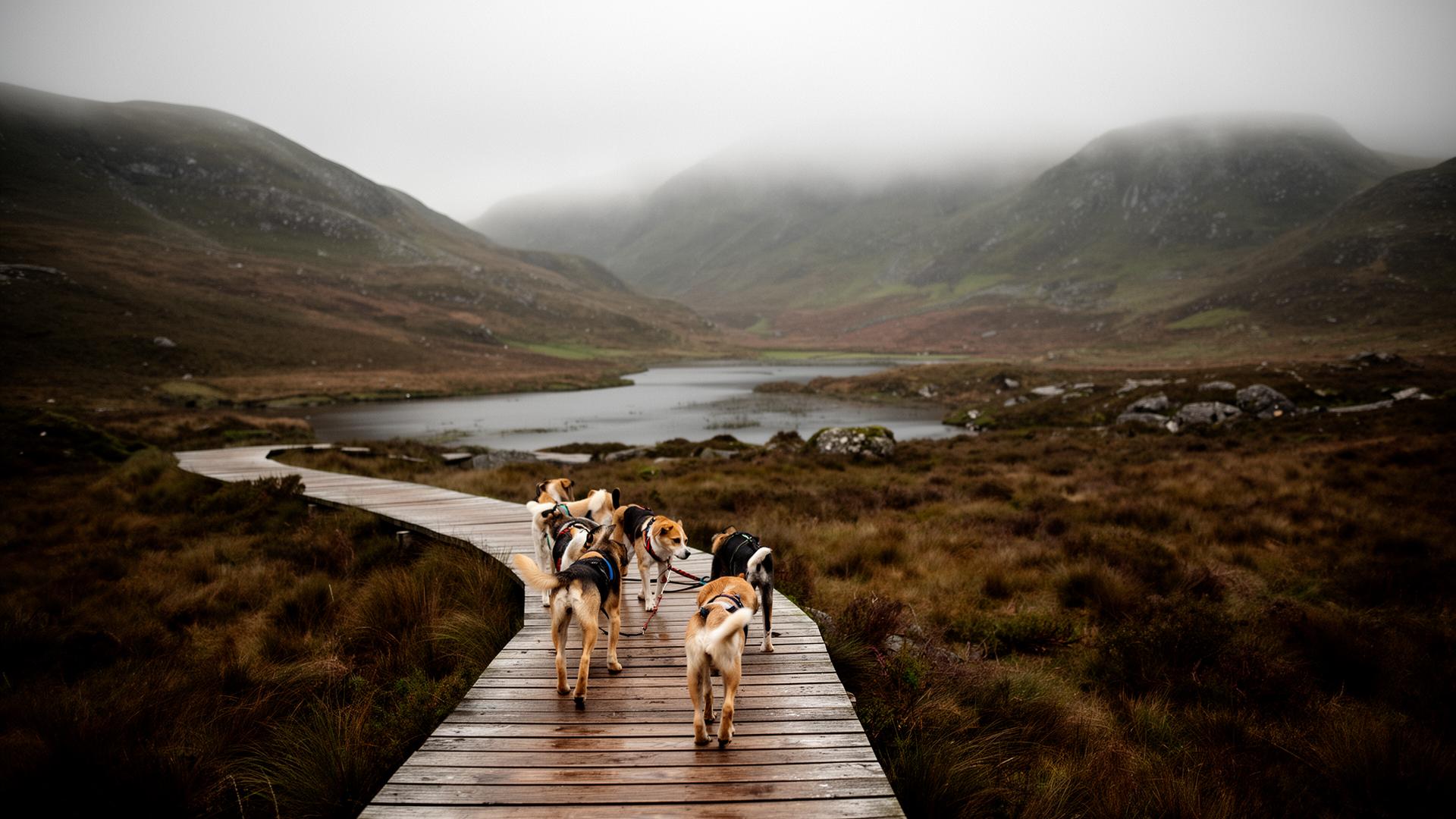 Dogs and owners walking the Glendalough boardwalk in soft Wicklow light