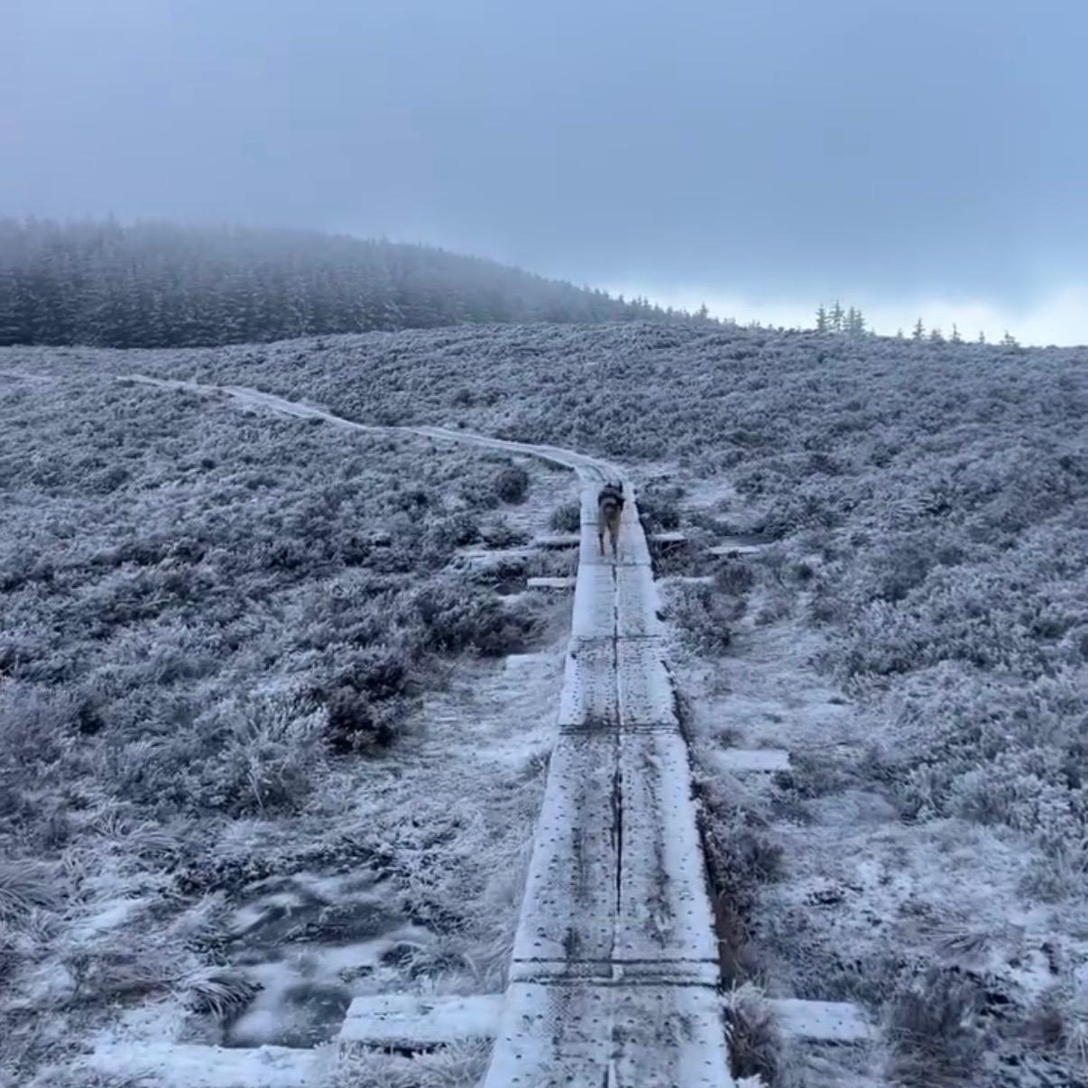 Dog on a frosted boardwalk trail in the Wicklow Mountains on a misty winter day